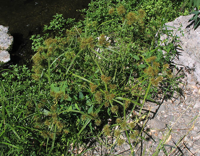 Detailed Picture 5 of Cyperus odoratus