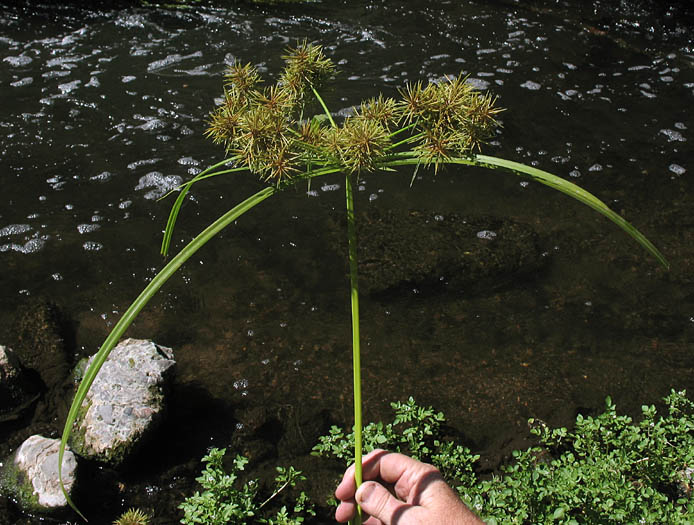 Detailed Picture 3 of Cyperus odoratus