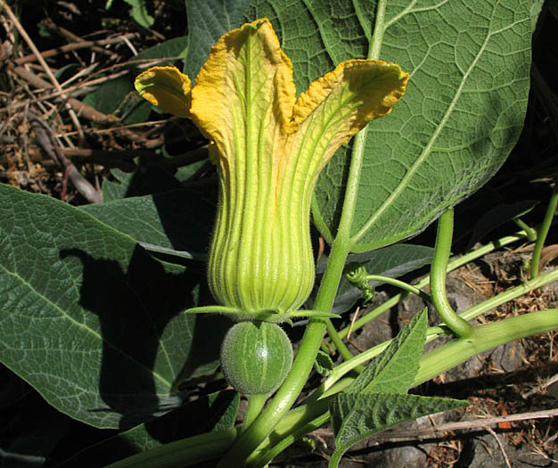 Detailed Picture 3 of Cucurbita foetidissima