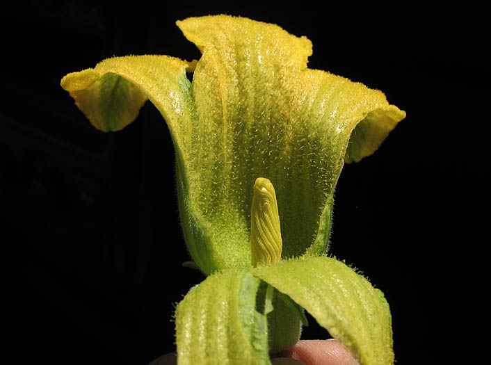 Detailed Picture 5 of Cucurbita foetidissima