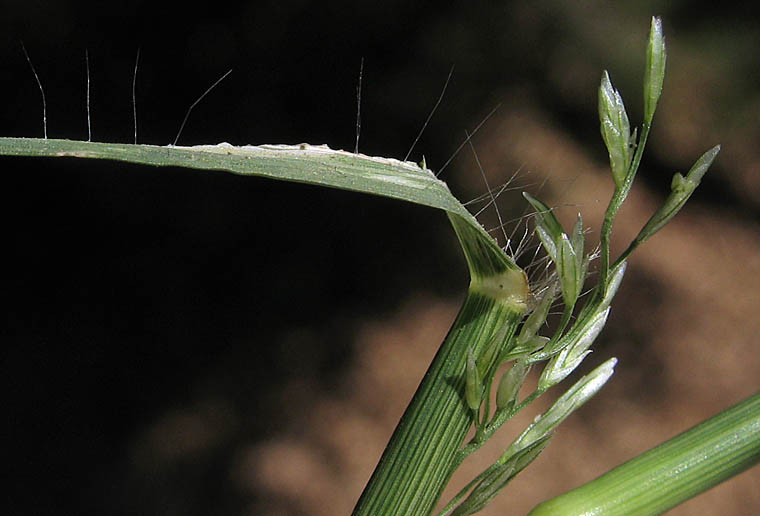 Detailed Picture 3 of Eragrostis barrelieri