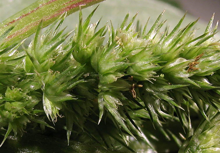 Detailed Picture 2 of Amaranthus powellii