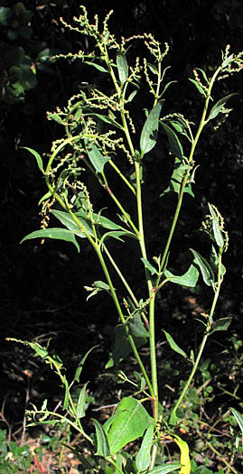 Detailed Picture 5 of Atriplex prostrata