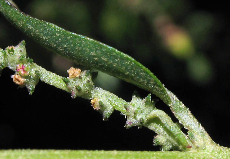 Detailed Picture 3 of Atriplex prostrata