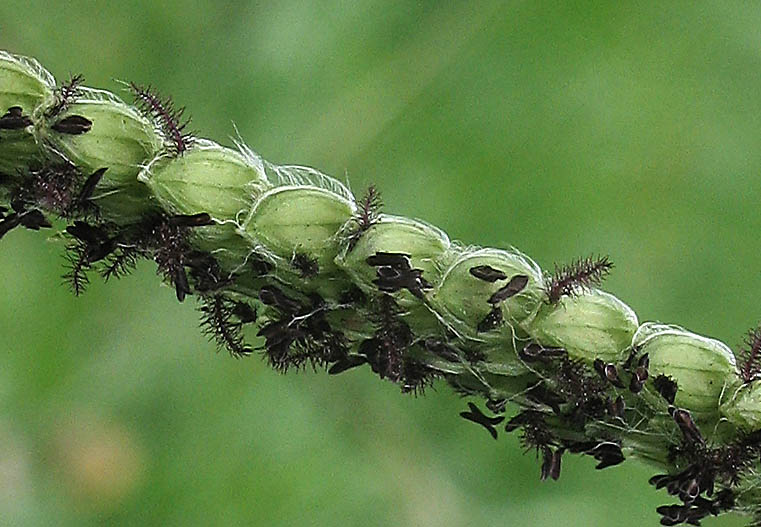 Detailed Picture 2 of Paspalum dilatatum