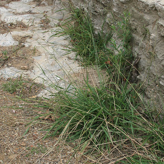 Detailed Picture 7 of Paspalum dilatatum