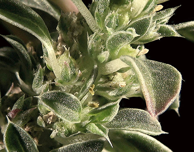 Detailed Picture 1 of Amaranthus californicus