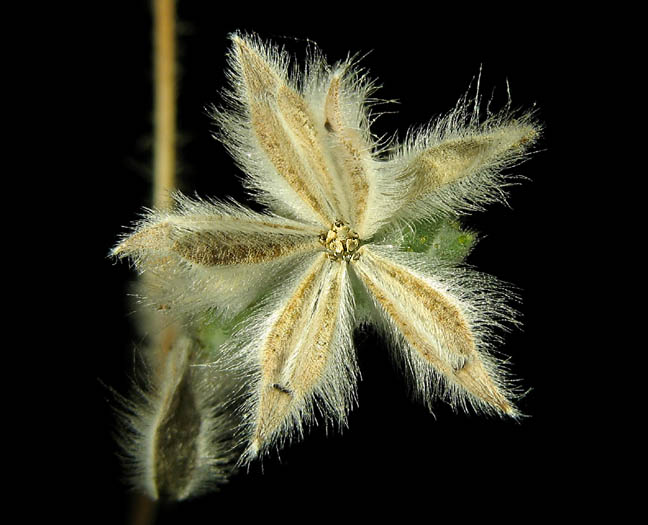 Detailed Picture 6 of Lagophylla ramosissima