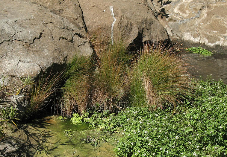 Detailed Picture 4 of Eleocharis parishii