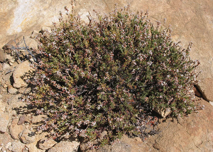 Detailed Picture 6 of Eriogonum wrightii var. membranaceum