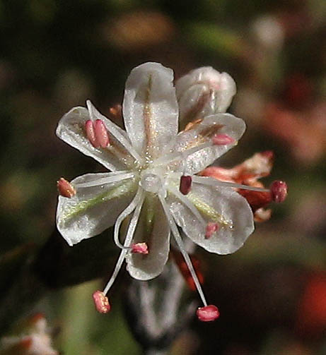 Detailed Picture 1 of Eriogonum wrightii var. membranaceum