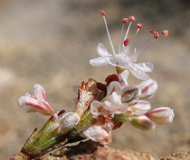 Detailed Picture 2 of Eriogonum wrightii var. membranaceum