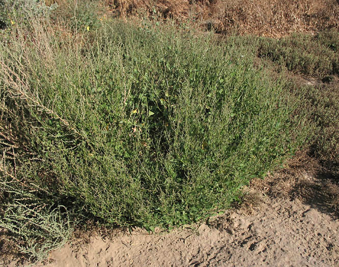 Detailed Picture 6 of Atriplex prostrata