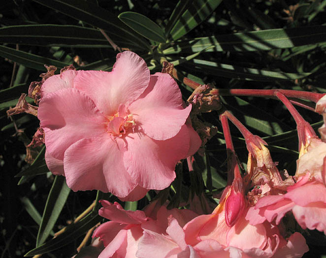 Detailed Picture 3 of Nerium oleander