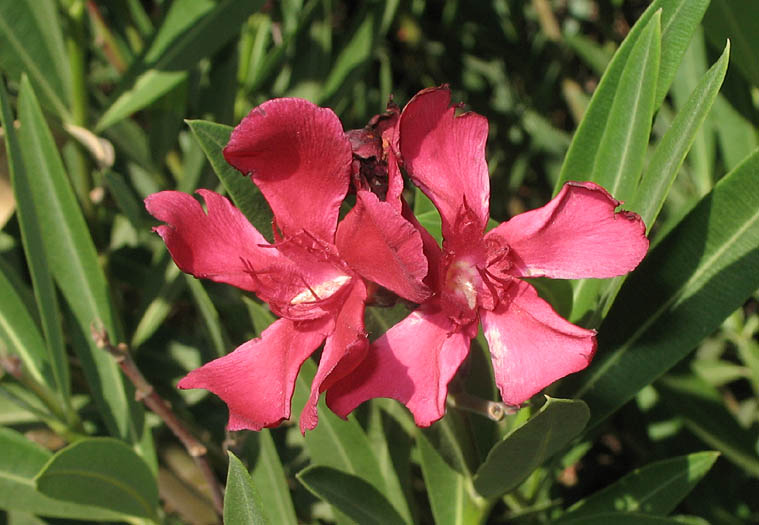 Detailed Picture 2 of Nerium oleander