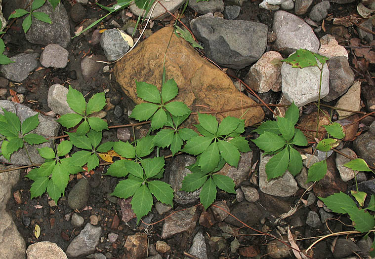 Detailed Picture 5 of Parthenocissus inserta