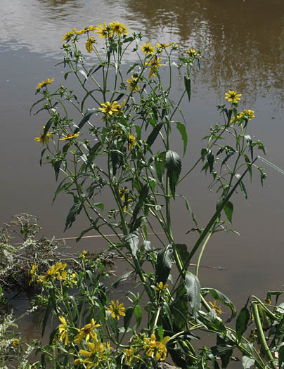 Detailed Picture 5 of Bidens laevis