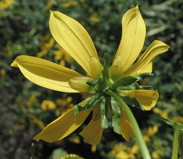 Detailed Picture 4 of Bidens laevis