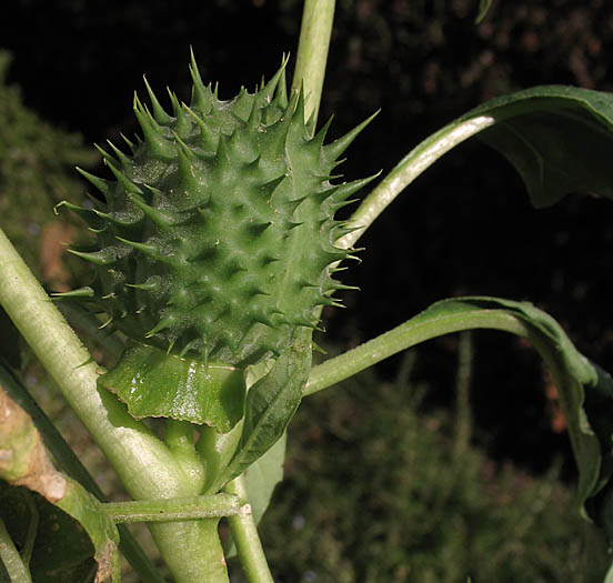 Detailed Picture 5 of Datura stramonium