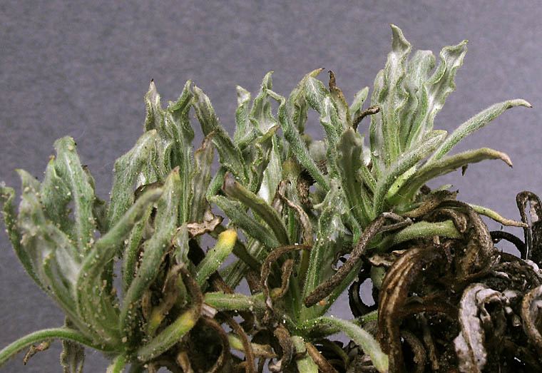 Detailed Picture 5 of Pseudognaphalium leucocephalum