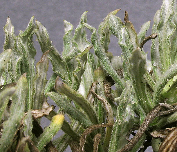 Detailed Picture 4 of Pseudognaphalium leucocephalum