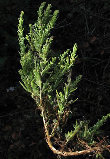 Detailed Picture 4 of Suaeda calceoliformis