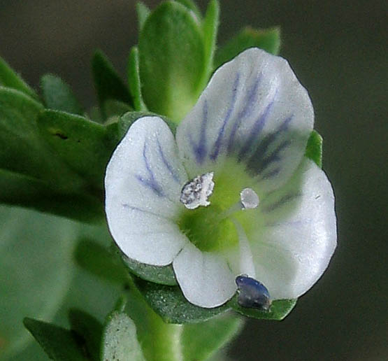 Detailed Picture 1 of Veronica serpyllifolia ssp. serpyllifolia
