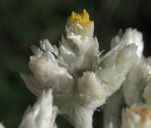 Detailed Picture 2 of Pseudognaphalium microcephalum