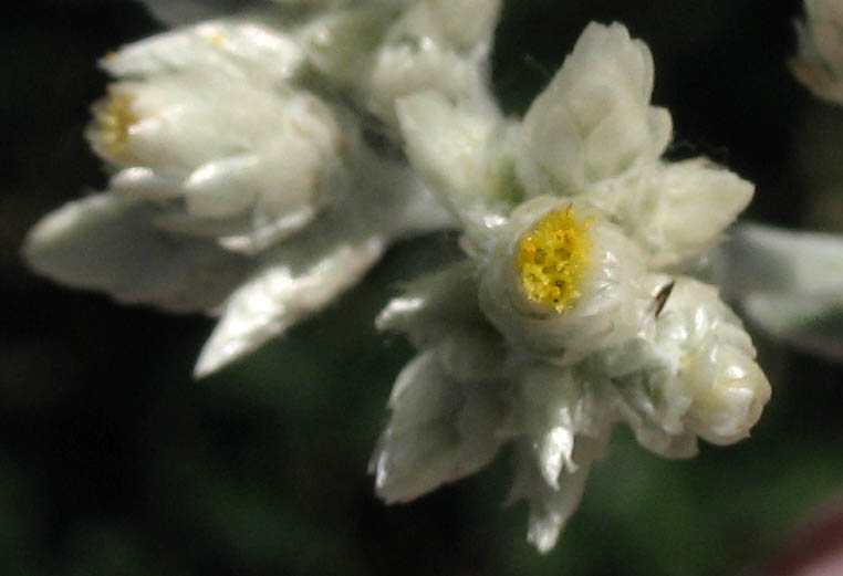 Detailed Picture 1 of Pseudognaphalium microcephalum