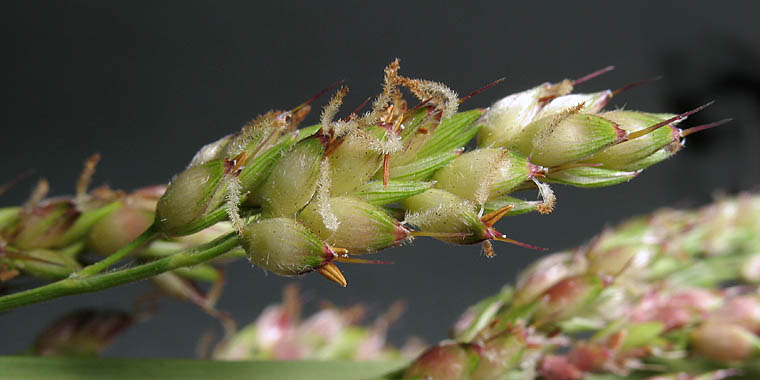 Detailed Picture 2 of Sorghum bicolor