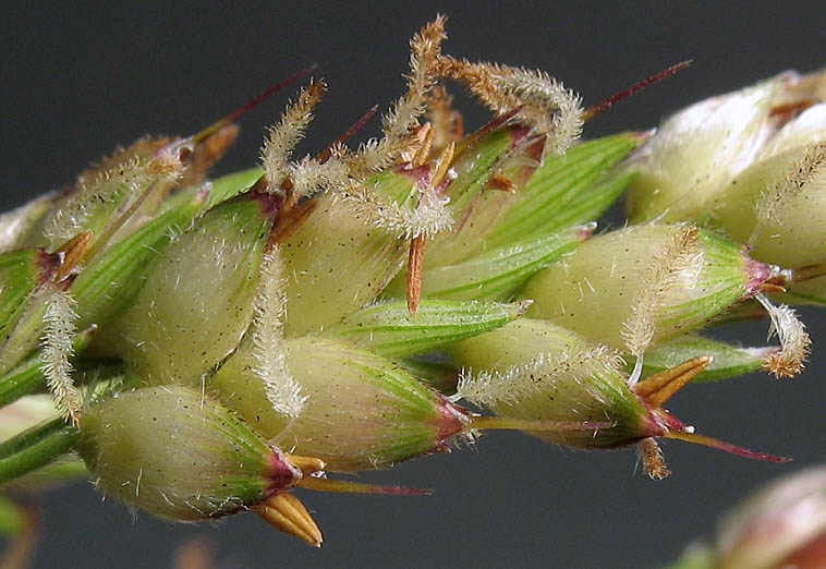 Detailed Picture 3 of Sorghum bicolor