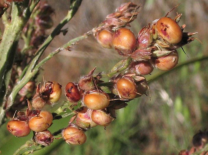 Detailed Picture 7 of Sorghum bicolor