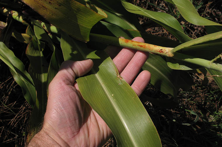 Detailed Picture 5 of Sorghum bicolor