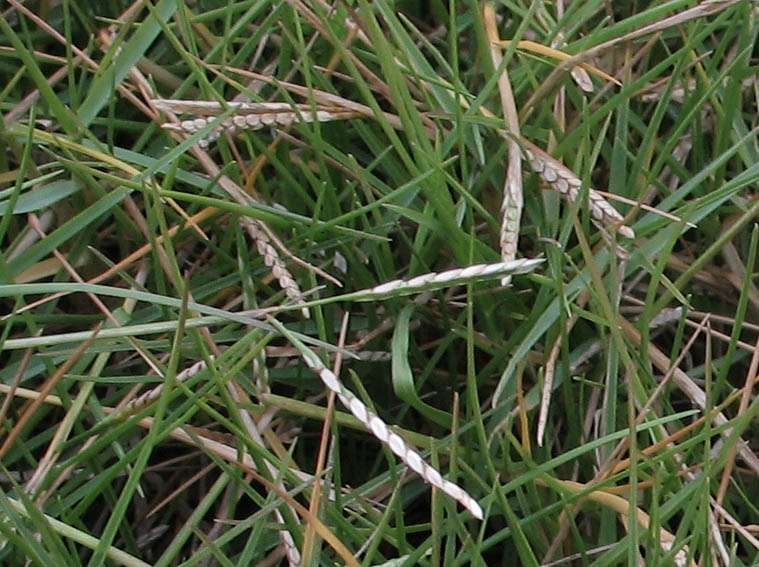 Detailed Picture 4 of Paspalum vaginatum