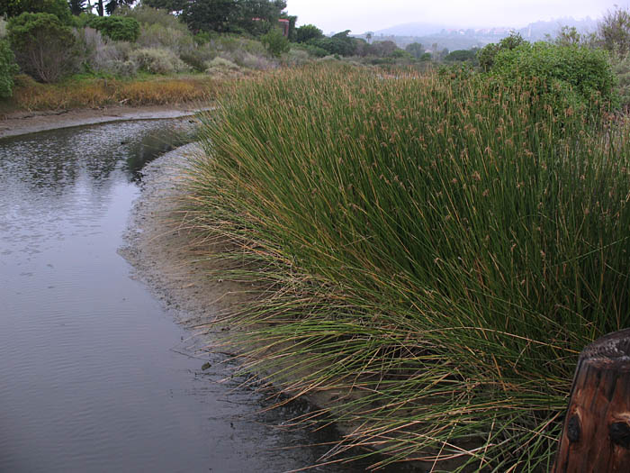 Detailed Picture 8 of Schoenoplectus acutus var. occidentalis