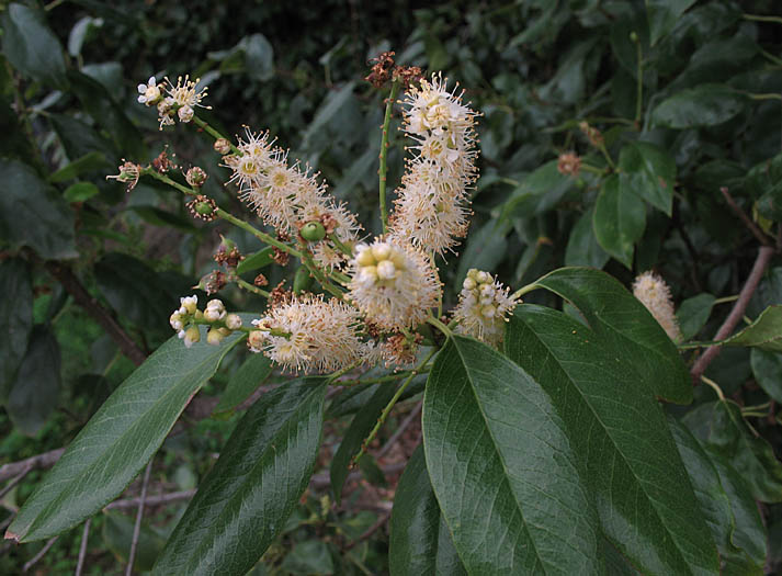 Detailed Picture 3 of Prunus ilicifolia ssp. lyonii