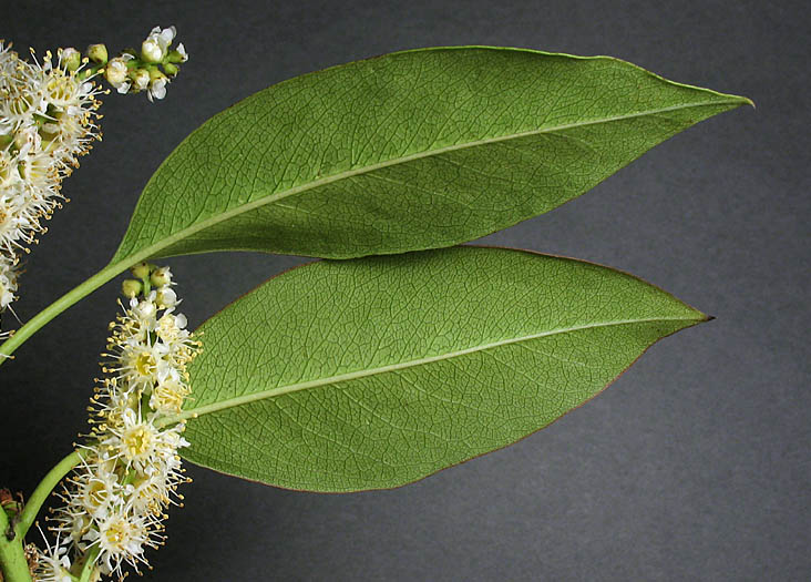 Detailed Picture 5 of Prunus ilicifolia ssp. lyonii