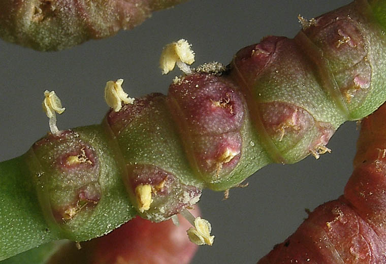 Detailed Picture 1 of Salicornia pacifica