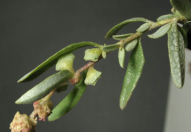 Detailed Picture 8 of Atriplex amnicola