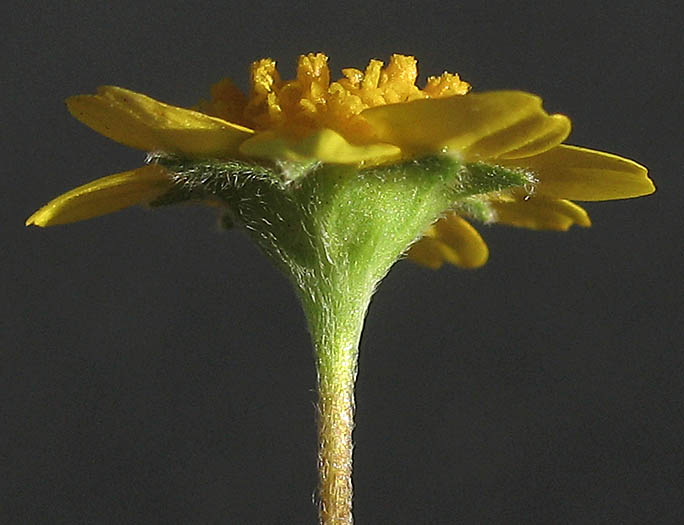 Detailed Picture 3 of Lasthenia gracilis