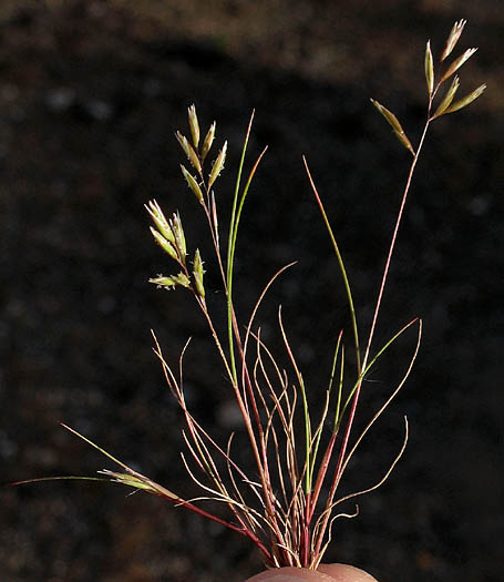 Detailed Picture 3 of Schismus barbatus