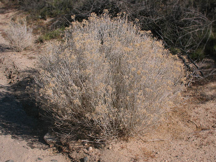 Detailed Picture 6 of Ericameria nauseosa var. mohavensis