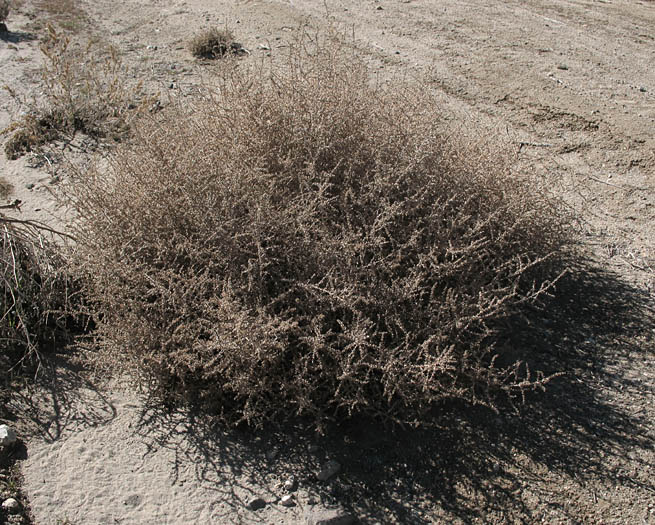 Detailed Picture 7 of Salsola tragus