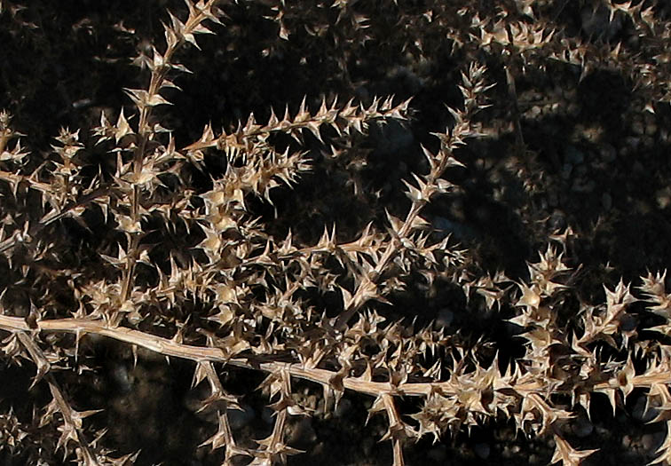 Detailed Picture 4 of Salsola tragus