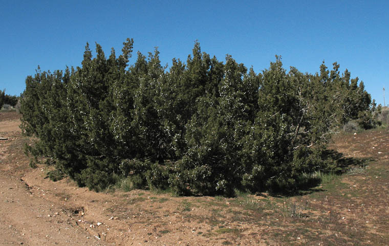 Detailed Picture 6 of Juniperus californica