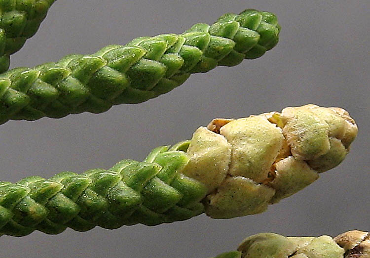 Detailed Picture 1 of Juniperus californica