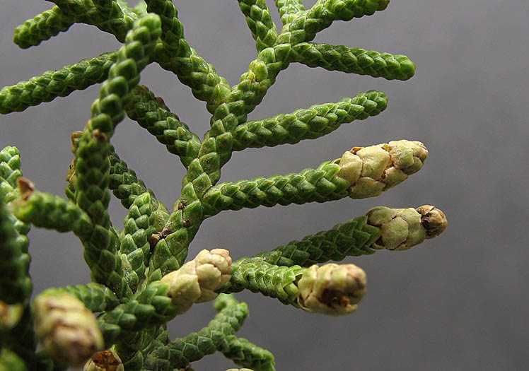 Detailed Picture 2 of Juniperus californica