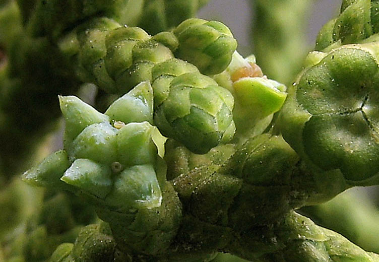 Detailed Picture 3 of Juniperus californica