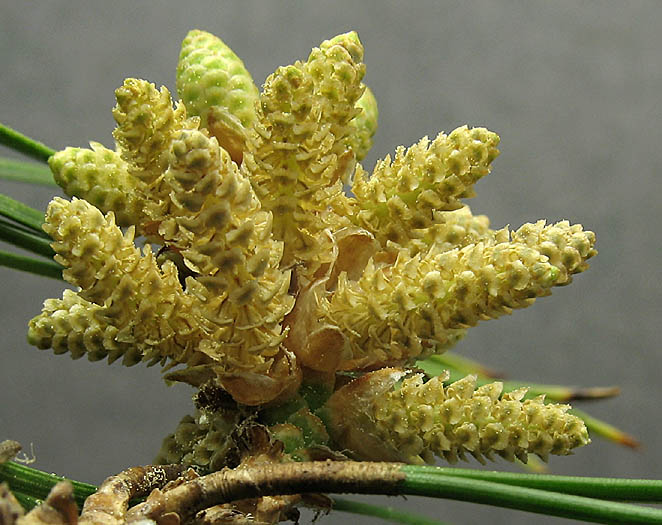 Detailed Picture 4 of Pinus halepensis ssp. halepensis