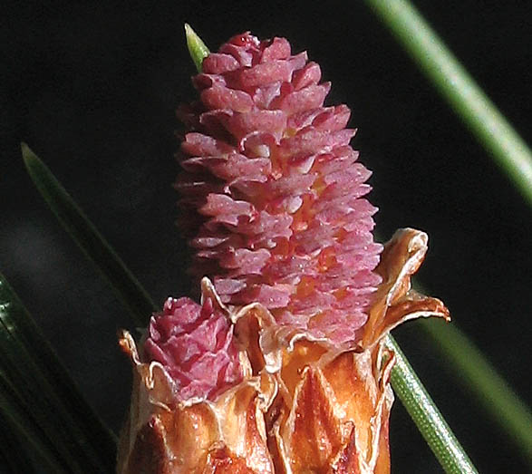 Detailed Picture 1 of Pinus halepensis ssp. halepensis